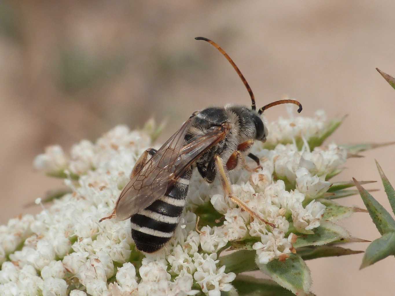 Grosso Apidae Halictinae: Halictus quadricinctus